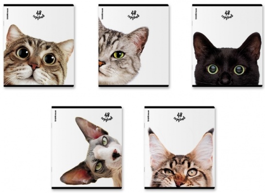 Тетрадь 48л. кл. "Котики" 60607