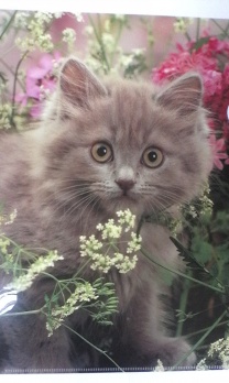 Папка-уголок А4 "Котята в цветах"  ЕК 18095